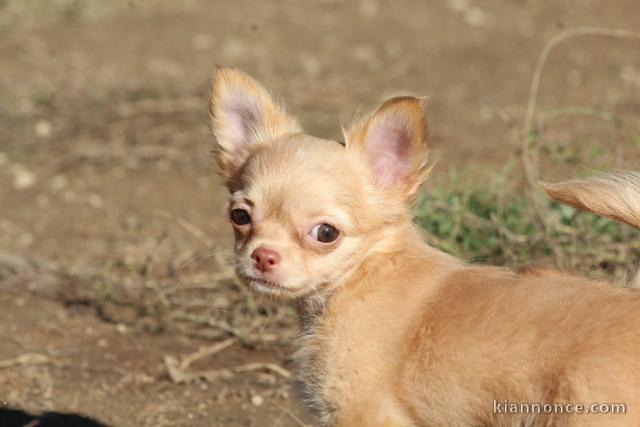 Chiot femelle chihuahua poil long lisse