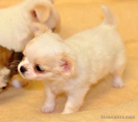 Chiot femelle chihuahua poil long lisse