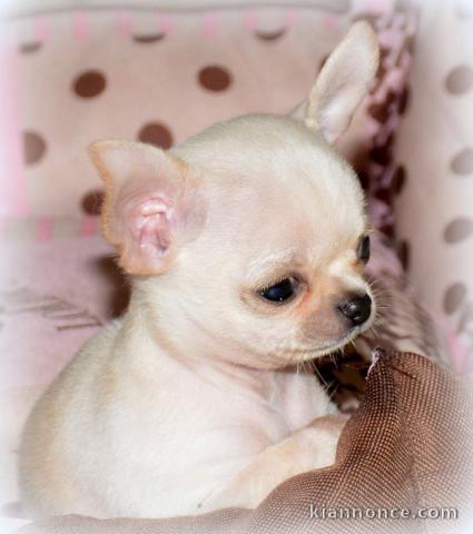 Chiot femelle chihuahua poil long lisse