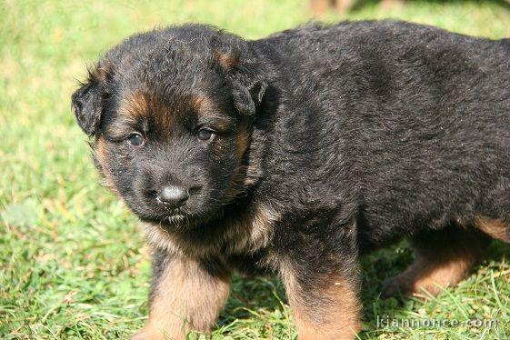 Donne chiot berger allemand femelle lof