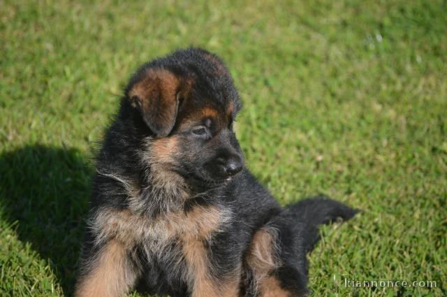 Donne chiot berger allemand femelle lof