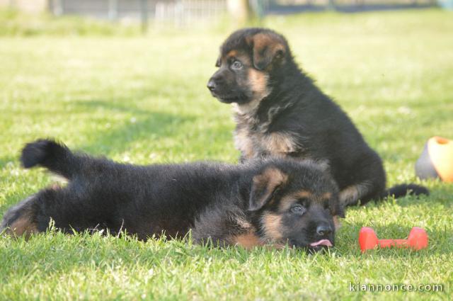 Chiot berger allemand femelle lof