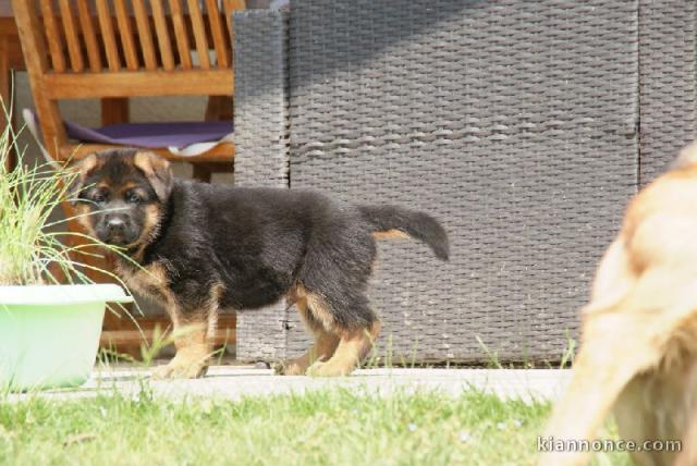 Chiot berger allemand femelle lof