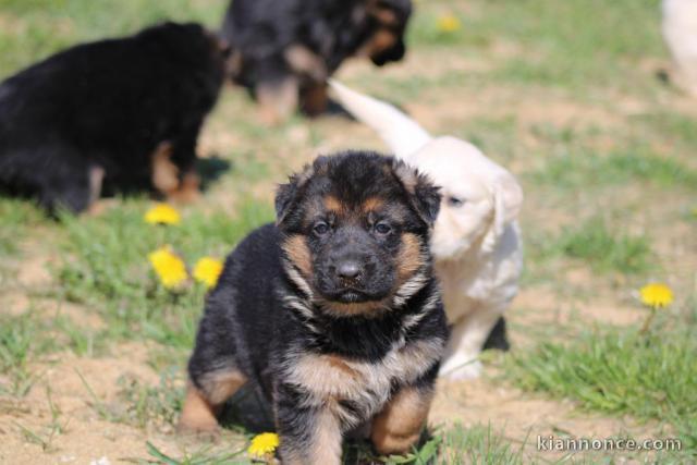 Chiot berger allemand femelle lof