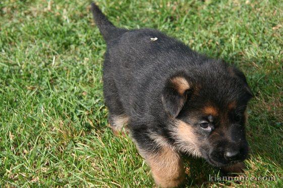 Chiot berger allemand femelle lof