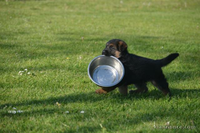 Chiot berger allemand femelle lof