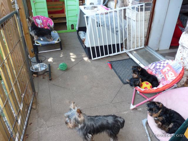 Chiots Yorkshire Terrier disponible