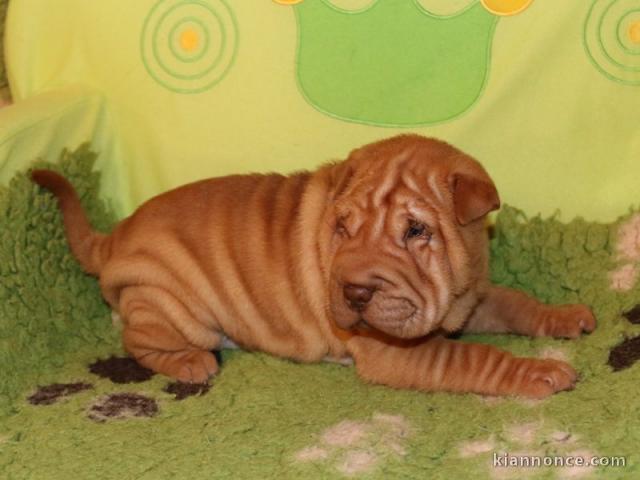 chiot Shar Pei a donner