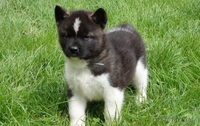 chiot Akita Américain lof a donner