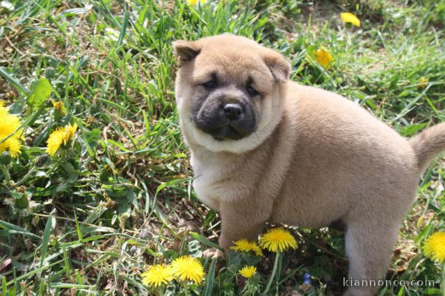 chiot Shiba inu lof a donner