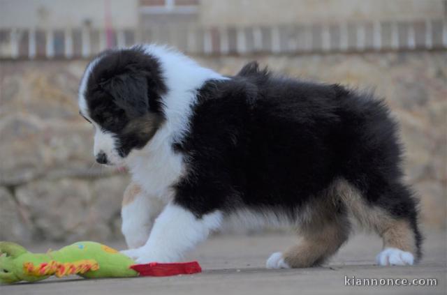 chiot berger australiens LOF a donner