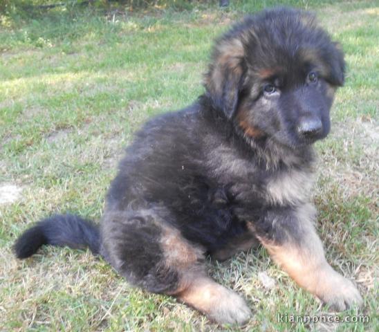 chiot Berger allemand LOF a donner