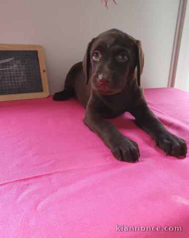 Chiots labradors lof a donner