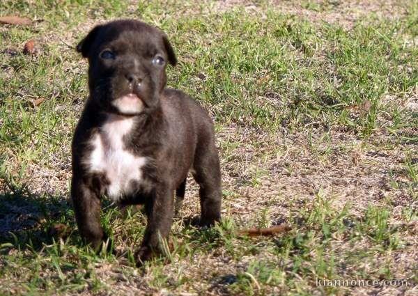 Chiot american staffordshire terrier lof a donner