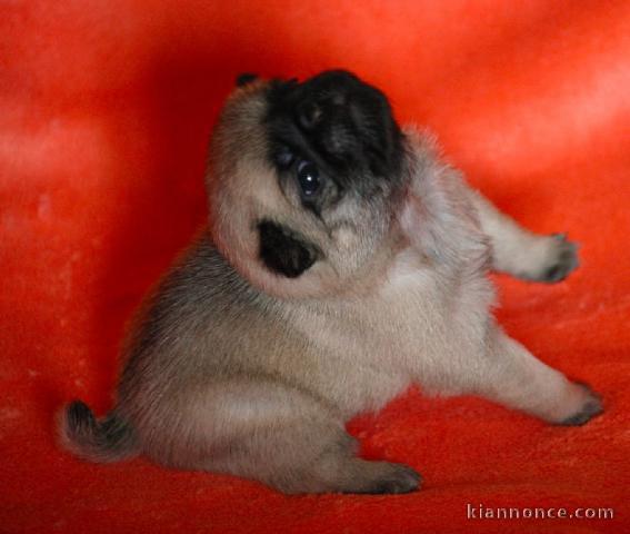 Chiot carlin mâle/femelle sociable à adopter