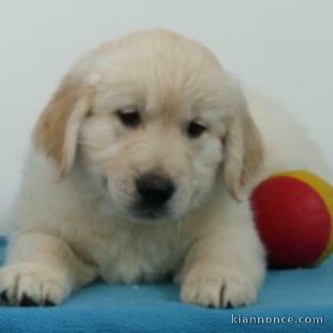 Chiot golden retriever trois mois