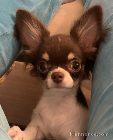 Chihuahua 6 mois mâle 