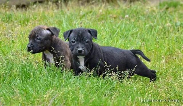 Chiots staffordshire bull terrier