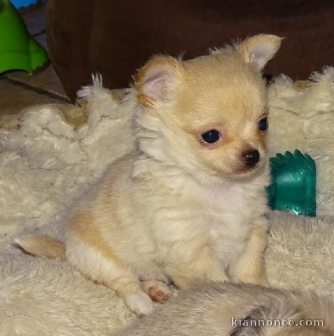 Magnifique chiot chihuahua femelle à donner