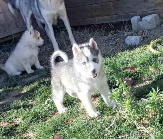 Chiots Husky Siberien Lof