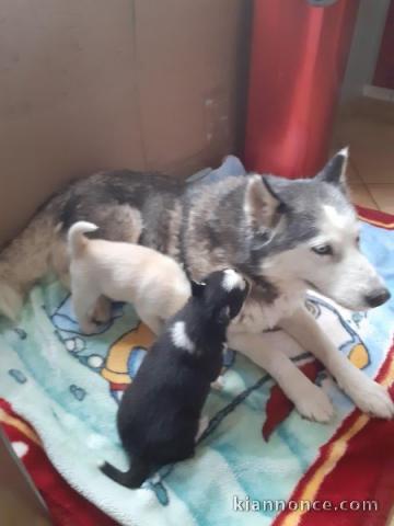 Chiots Husky Siberien Lof