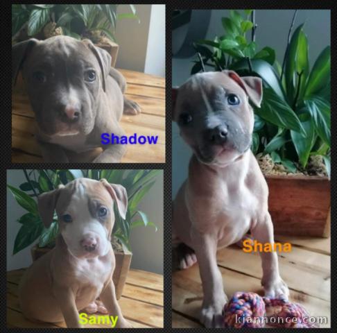 American staffordshire terrier 