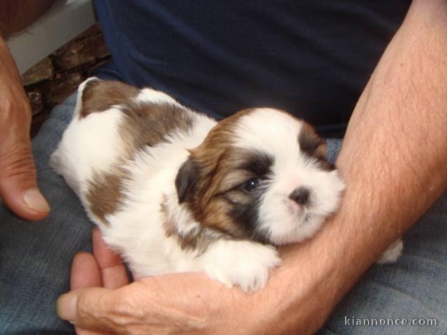 Chiot Shih Tzu trois mois