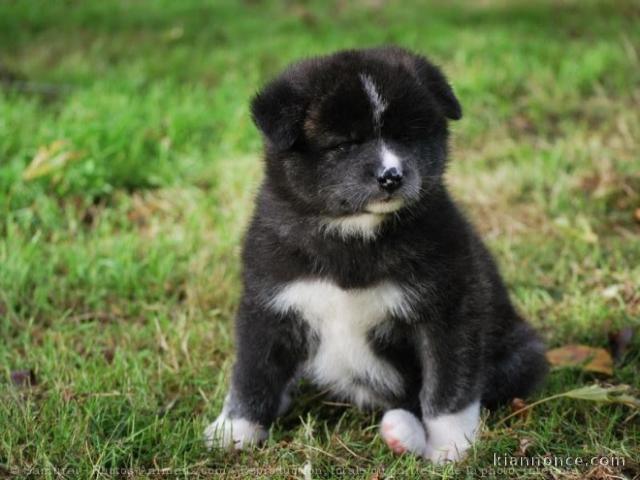 Chiot Akita inu trois mois