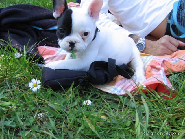 Chiots Bouledogue français