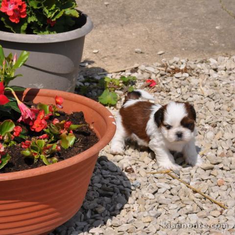 Adorable chiot shih tzu à donner 