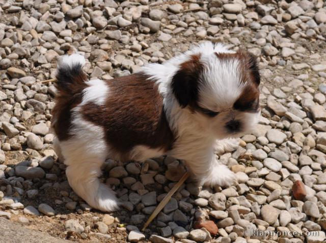 Adorable chiot shih tzu  à donner 