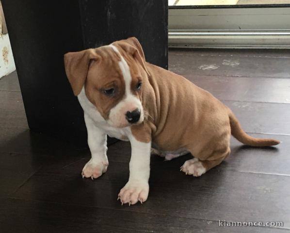 Adorable chiot Américan Staffordshire Terrier à donner 