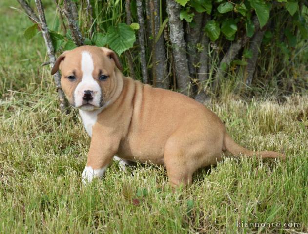 Adorable chiot   Américan Staffordshire Terrier à donner