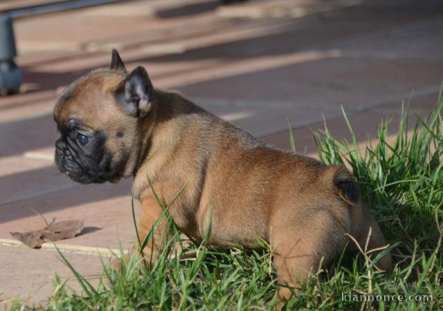 Adorable chiot type Bouledogue français à donner