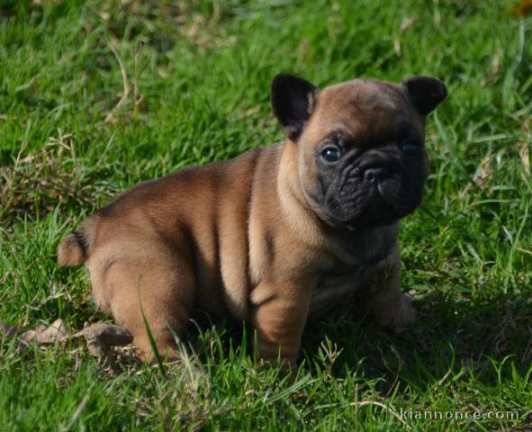 Adorable chiot type Bouledogue français à donner