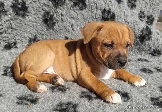 chiot Staffordshire Bull Terrie trois mois