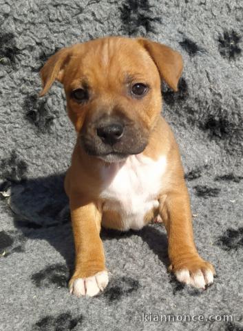 chiot Staffordshire Bull Terrie trois mois