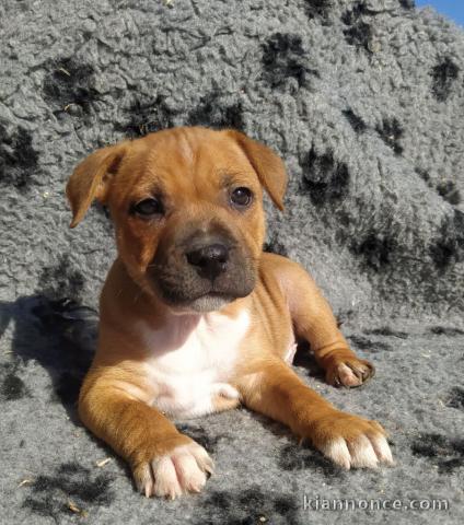 chiot Staffordshire Bull Terrie trois mois