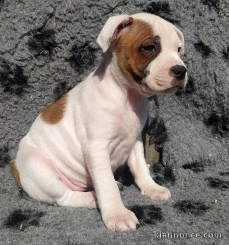 chiot Staffordshire Bull Terrie