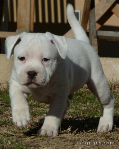 chiot Staffordshire Bull Terrie trois mois