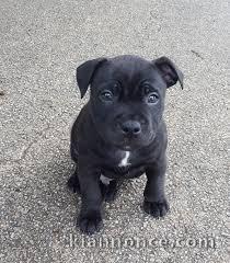 chiot Staffordshire Bull Terrie trois mois