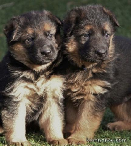 CHIOTS BERGER ALLEMANDS