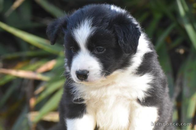 Chiots Border Collie disponible