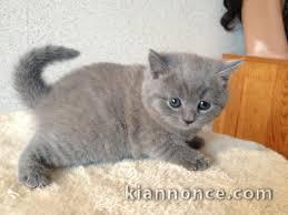 Adorable chaton  Chartreux à donner 