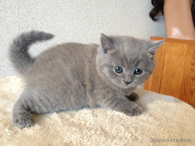 Adorable chaton  Chartreux à donner 