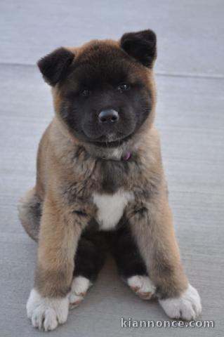 chiot akita inu trois mois