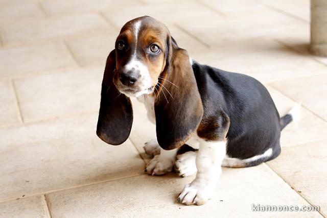 chiot basset trois mois