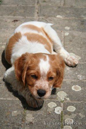 chiot epagneul breton trois mois