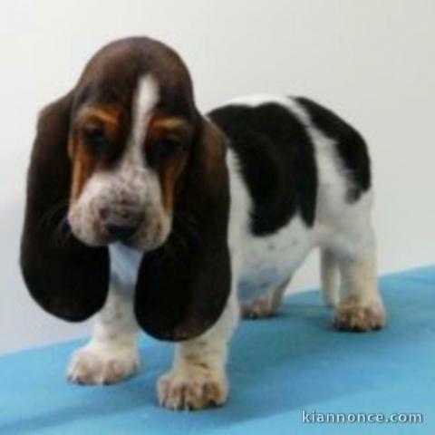 chiot basset hound trois mois