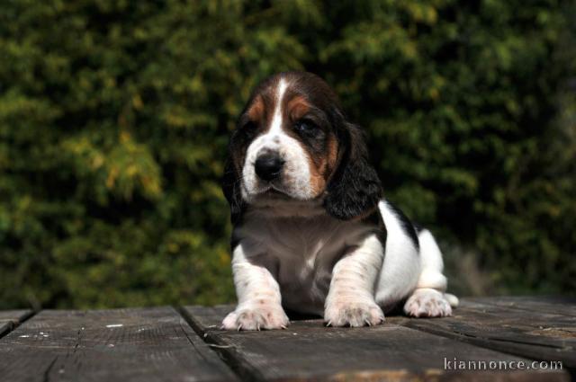 chiot basset hound trois mois